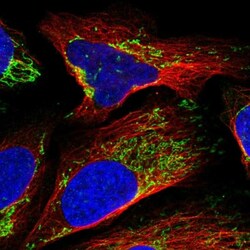 LRPPRC Antibody, Novus Biologicals 25 &mu;L; Unlabeled:Antibodies, Polyclonal